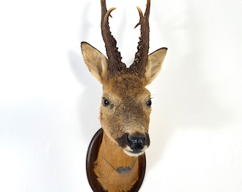 Vintage Swedish Roe Deer 6-point Trophy Mount – Taxidermy Wall Decor, 1960s
