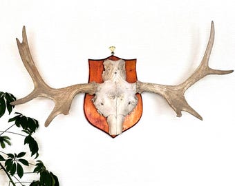 Large Vintage Elk Antler Mount: Scandinavian Hunting Trophy Decor (97cm)