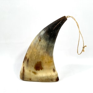 Könnte beinhalten: Ein gebogenes, hohles Tierhorn mit einer glatten, polierten Oberfläche, die einen Farbverlauf von Dunkelbraun und Schwarz an der Spitze bis hin zu einer durchscheinenden cremefarbenen und beigen Basis mit braunen Flecken aufweist, befestigt an einer dünnen Schnur.
