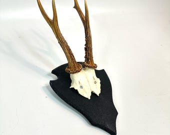 Vintage roebuck antlers | 1970s deer antler wall hanging decoration