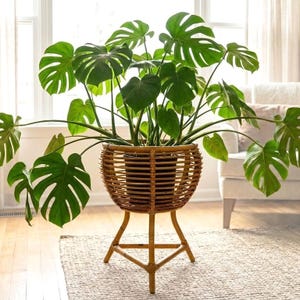 Puede incluir: Una gran planta de Monstera con hojas verdes vibrantes en una maceta de ratán tejido. La maceta se encuentra sobre un soporte de trípode a juego, creando un elemento de decoración interior natural y elegante. La planta mide aproximadamente 91 cm de altura.