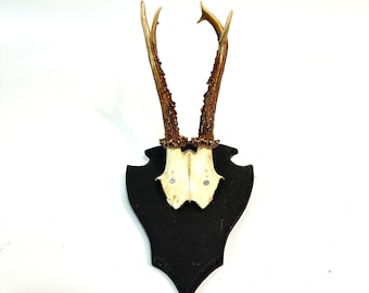 Deer Antler Wall Hanging Decoration – Swedish Hunting Decor