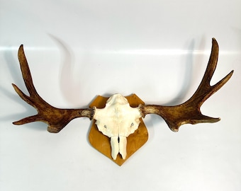 Large Vintage Elk Antler Mount: Scandinavian Hunting Trophy Decor (92cm)