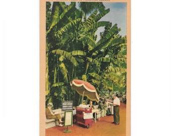 Banana Trees in Pershing Square, Downtown Los Angeles California Unused 1940s Linen Postcard