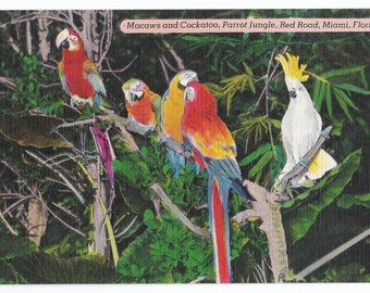 Macaws, Parrot Jungle, Miami Florida 1940s Linen Postcard, Unposted Vintage Card, colorful vintage, vintage  birds , parrot art, bird art