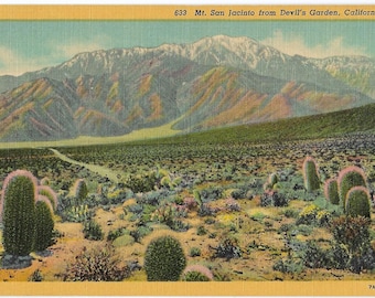 Mount San Jacinto from Devil's Garden near Palm Springs, California - 1940s Linen Postcard, cactus  in the desert and snow-capped mountains