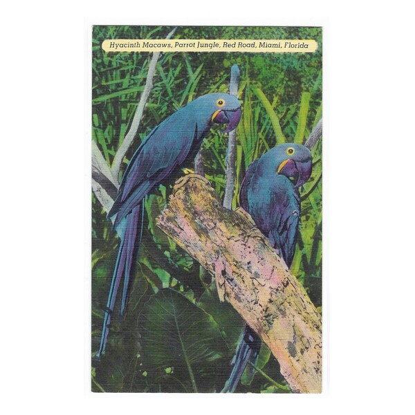 Hyacinth Macaws, Bird Sanctuary Parrot Jungle, Miami Florida 1940s Linen Postcard, Unposted Vintage Card