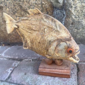 Piranha fish taxidermy - Etsy 日本