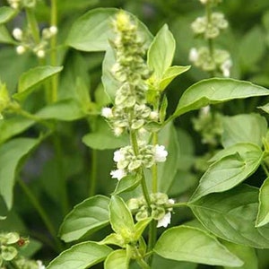 May include: A close-up shot of a basil plant, showcasing its bright green leaves and tiny white flowers. The leaves are oval and arranged around the stem. The flowers are clustered at the top, providing a delicate contrast to the green foliage.