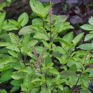 May include: A close-up of a green tulsi plant with purple flowers. The plant has many leaves and stems.