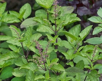 200 x Holy Basil (Rama Tulsi) Herb Seeds - Fresh Premium Quality Seeds from UK Supplier
