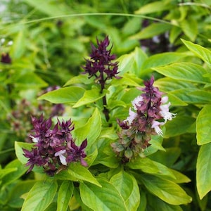 May include: A close-up shot of a basil plant, displaying bright green leaves and clusters of purple flowers with small white petals. The image highlights the plant's texture and colour variations.