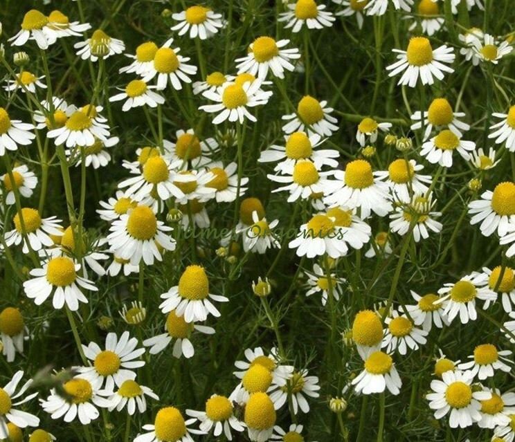 250 X Organic German Chamomile Herb Seeds Matricaria Recuita Etsy UK