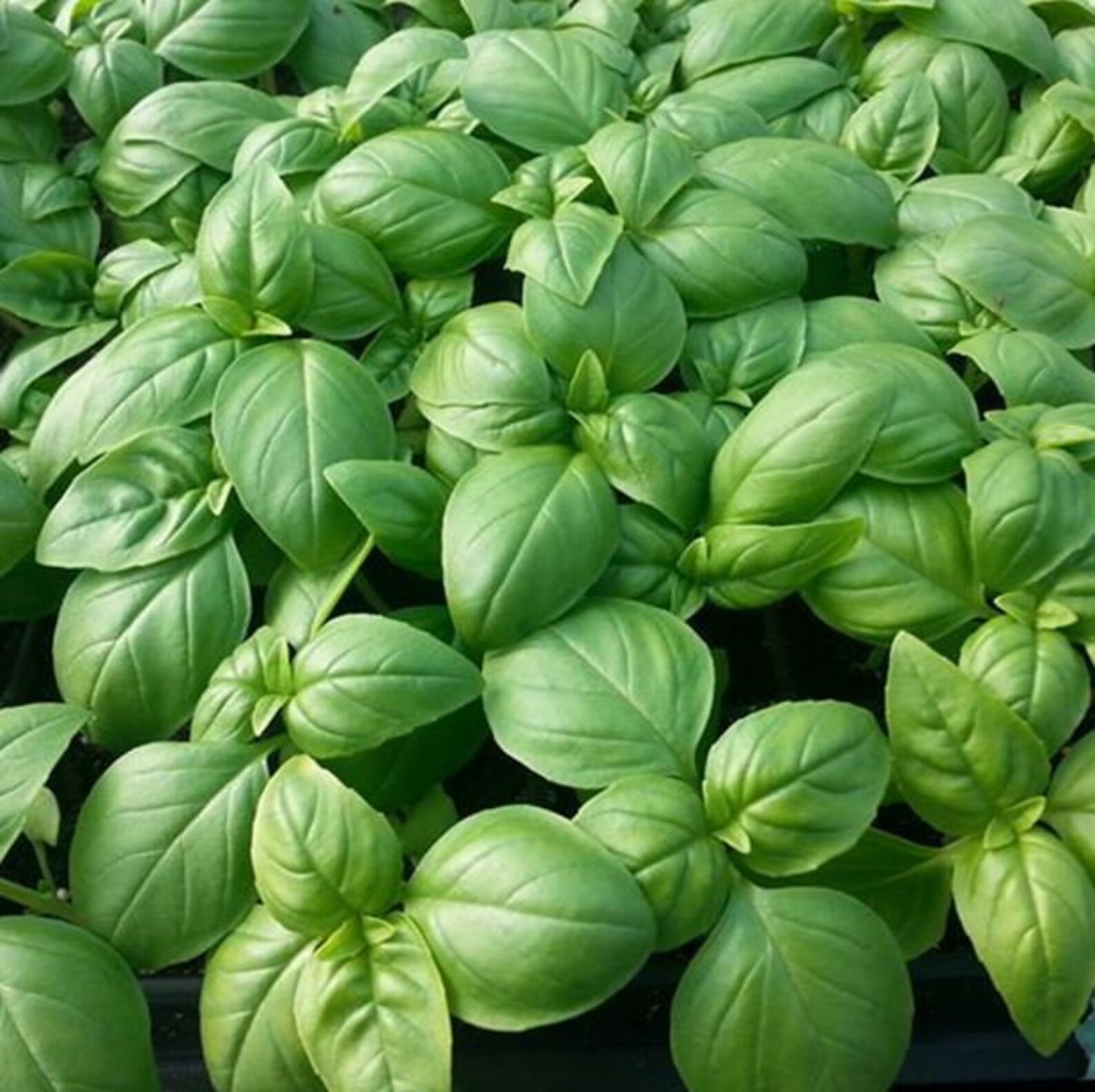 Herb Basil Genovese Seeds Italian LargeLeaf Sweet Basil Etsy