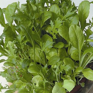 May include: A close-up of a variety of green leafy vegetables growing in a pot. The leaves are different shapes and sizes, and some have a slightly ruffled texture.