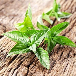 May include: Close-up of fresh green basil leaves on a weathered wooden surface. The leaves are vibrant and detailed, showcasing their texture and shape. The background is a rustic, brown wood, creating a natural and earthy aesthetic. Culinary herb.