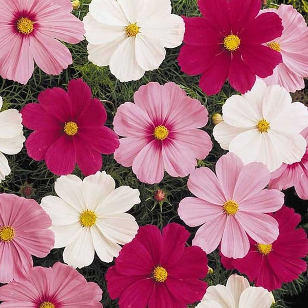 50 x COSMOS Dwarf Mix Seeds  - Quality UK Seeds - Bright Shades or Crimson, Pink & White