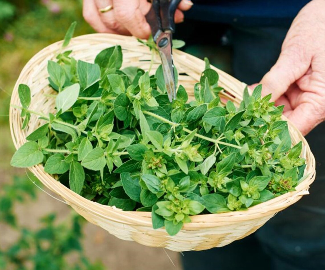 OREGANO Pot Marjoram Seeds 250 Fresh Premium Quality Herb Etsy