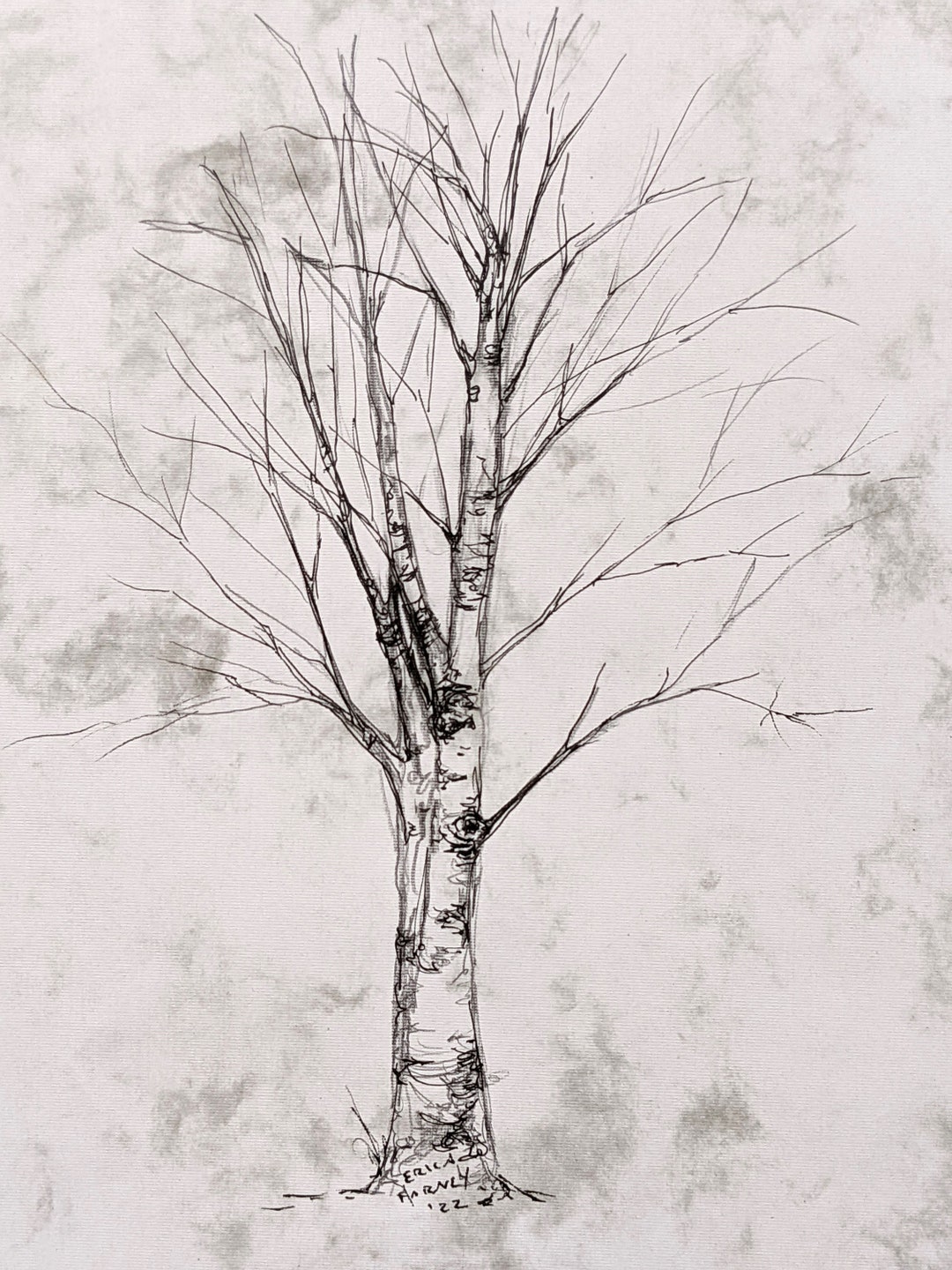 Original Birch Tree Drawing by Erica Harney, Pencil and Ink Drawing