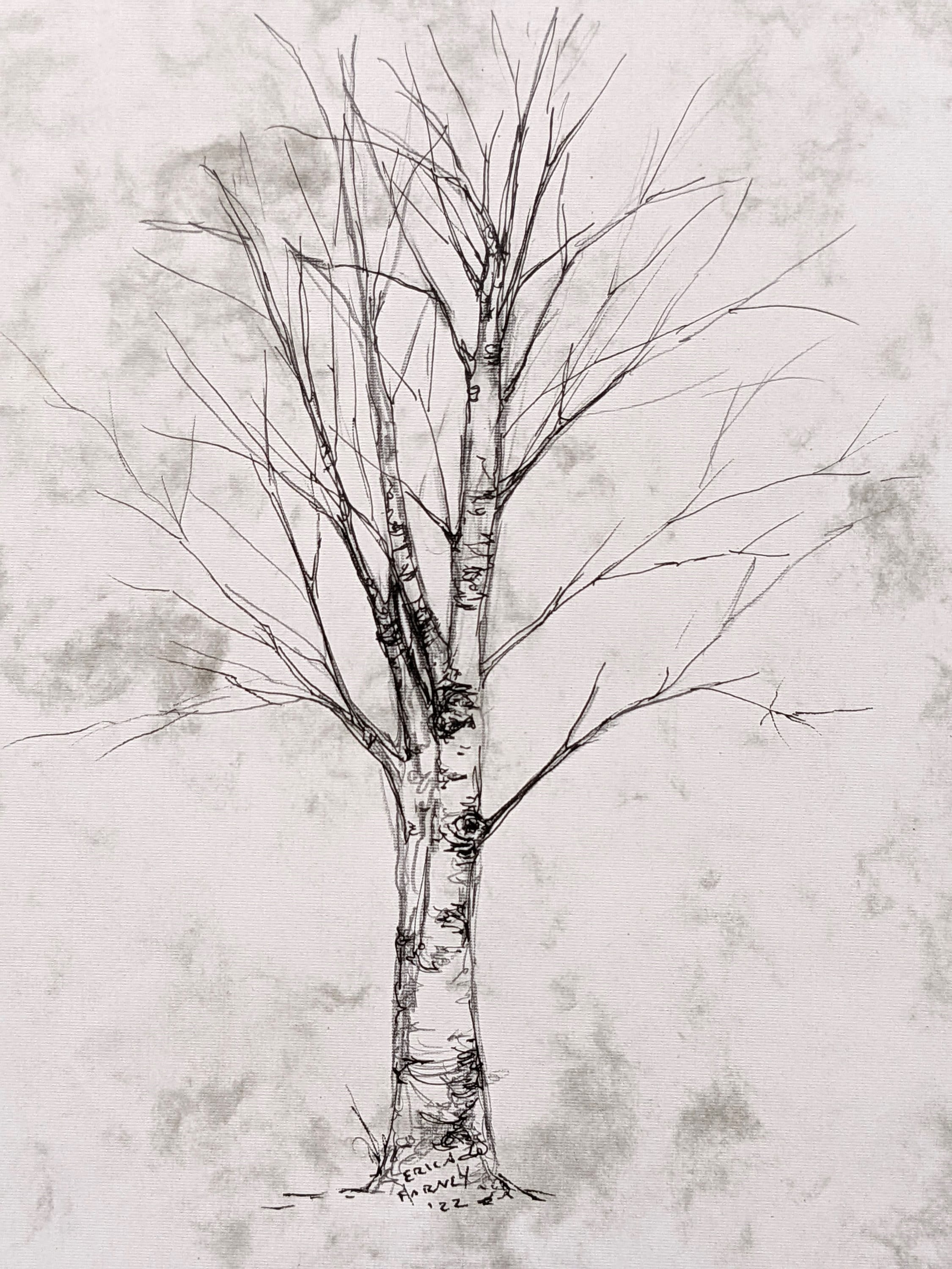 Original Birch Tree Sketch Pencil and Ink Drawing Birch Tree Etsy