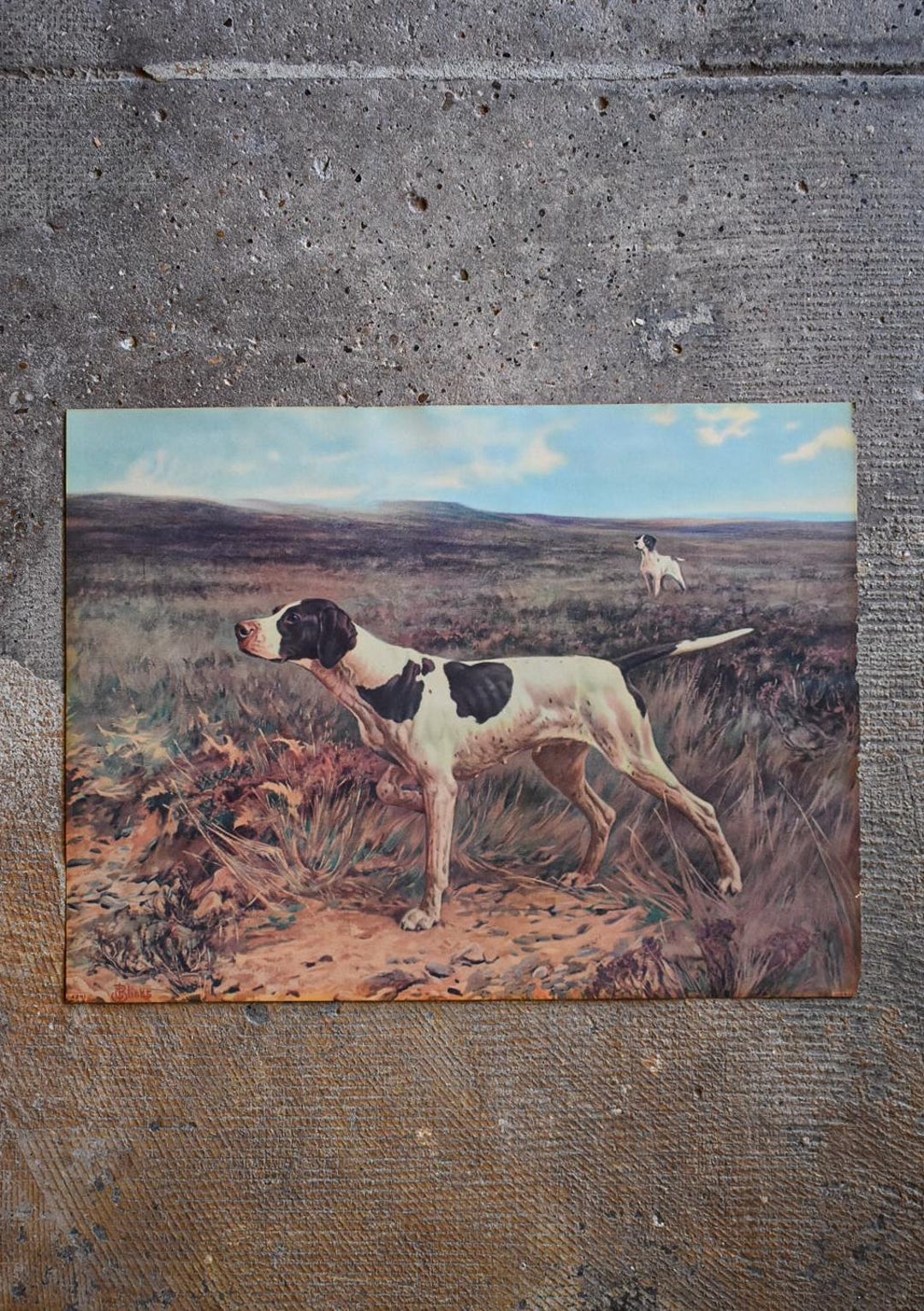Vintage 1930's Bird Dog Pointer Art Print - Etsy