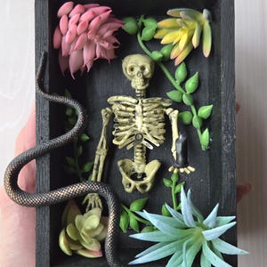 May include: A decorative shadow box featuring a miniature skeleton, a snake, and faux succulents in shades of pink, green, and blue. The box has a black frame and a dark background, creating a striking contrast.