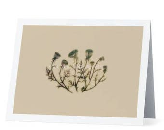 Queen Anne's Lace Greeting Card