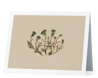 Queen Anne's Lace Greeting Card