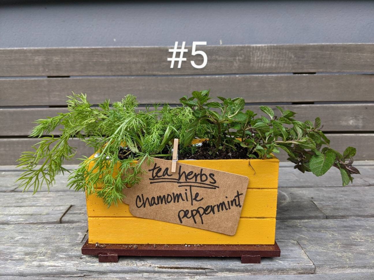 Cute Little Herb Garden | Etsy
