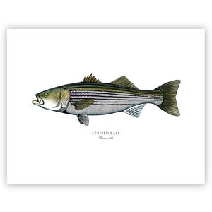 Striped Bass Fish Art Print || Coastal Wall Decor, Fine Art Fishing Illustration, Nautical Home Gift, Unframed Ocean Print