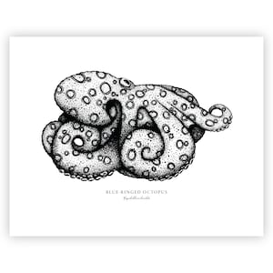 Blue Ringed Octopus || Black and White Fine Art Print || Unframed
