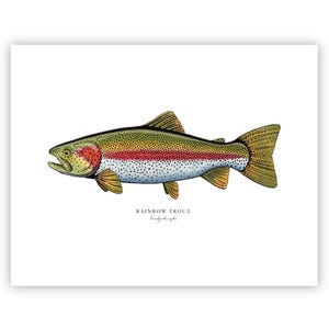 Rainbow Trout Fish Art Print || Hand Drawn Freshwater Fishing Illustration, Unframed Fine Art Wall Decor, Lake Cabin Gift