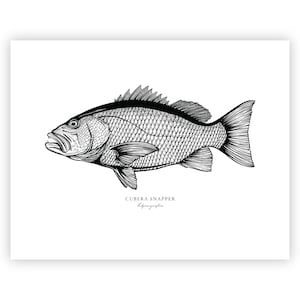May include: Black and white line drawing of a Cubera Snapper fish. The fish is facing left and has a detailed illustration of its scales. The text "CUBERA SNAPPER" is below the fish.