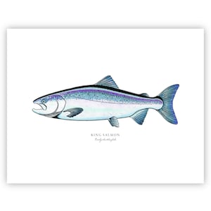 King Salmon Fish Art Print || Coastal Wall Decor, Fine Art Fishing Illustration, Nautical Home Gift, Unframed Ocean Print