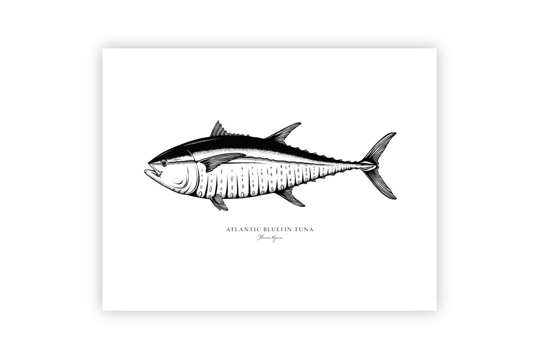 Bluefin Tuna || Black and White Fine Art Print || Unframed - Etsy