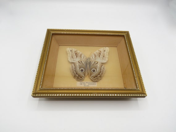 Vintage Framed Giant Owl Butterfly Taxidermy Art