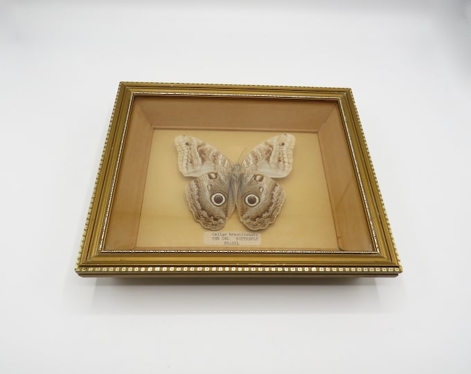 vintage Butterfly / vintage Giant Owl light Butterfly / Taxidermy / stunning /
