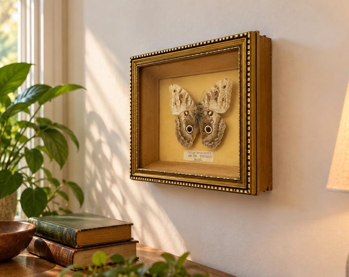 Vintage Framed Giant Owl Butterfly Taxidermy Art