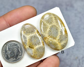 Fossil Coral Cabochons, Natural Fossil Coral, Cabochons for Jewelry, Fossil Coral Gemstone, Fossil Coral Jewelry, Cabochons, Gemstone
