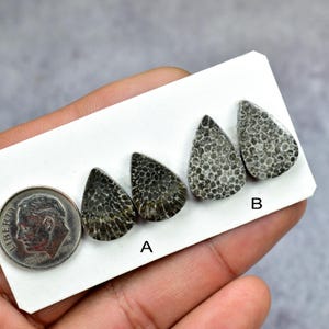 May include: Four teardrop-shaped fossil stones with a dime for size comparison. The stones have a dark gray and tan pattern. Two stones are labeled "A" and two are labeled "B". The stones are on a white card.