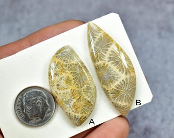 Natural Fossil Coral Cabochon, Jewelry Gemstone