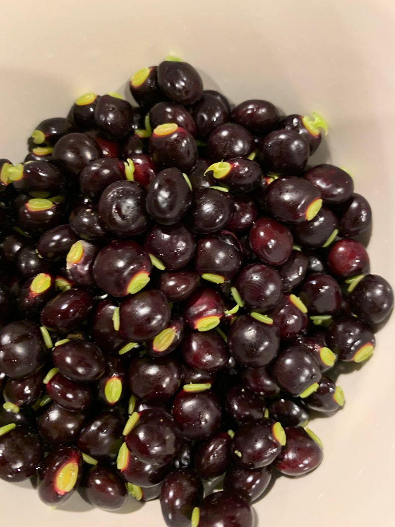 RARE Qty 10 Black Seeds OR 15 Green Pigeon Pea | Etsy