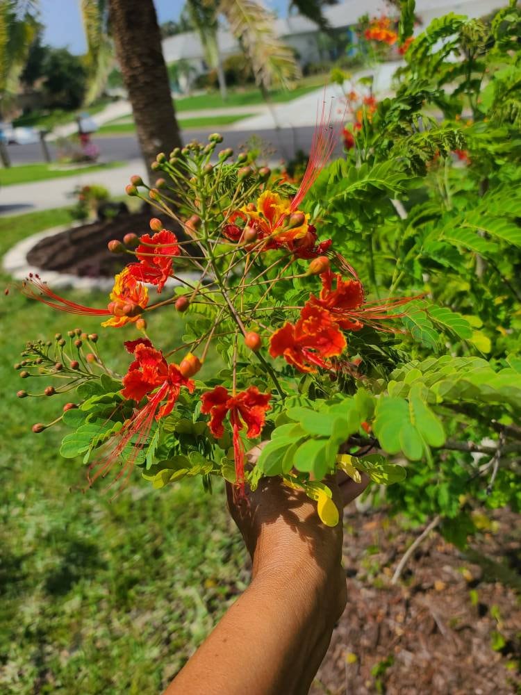 Pride of Barbados Etsy