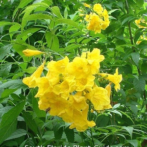 May include: A cluster of bright yellow trumpet-shaped flowers with a bee, surrounded by green leaves. The image is of a plant, possibly a shrub or small tree, with the text "South-Florida-Plant-Guide.com" at the bottom.