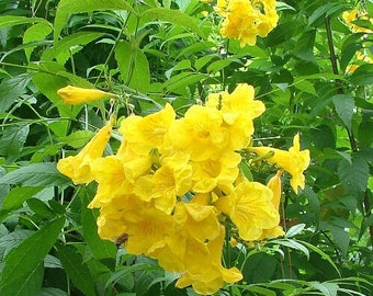 Texas Yellow Bell Bush, Gold Star Esperenza, Trumpet flower, Yellow Elder, Tecoma Stans Seeds TS0120