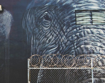 Six Birds, a Fence and an Elephant