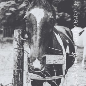 Winter Garden Florida Beulah Road Horse and Fence Photograph Fine Art Print Photography katiecrawfordphoto
