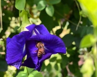 May include: A bee pollinating a vibrant blue flower with a white center. The flower is growing on a green vine with leaves.