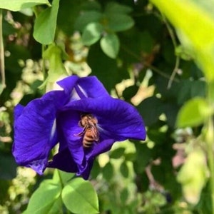 Hawaii Grown Double Butterfly Pea Flower Seeds (fast free shipping)