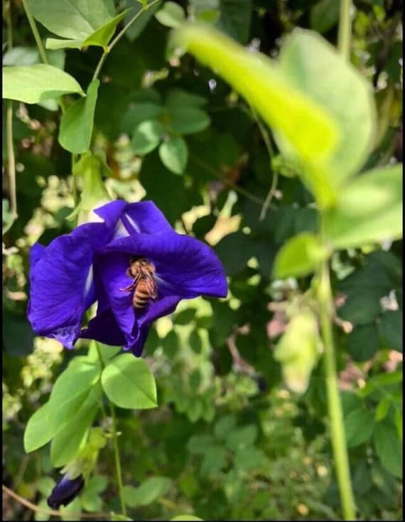 Hawaii Grown Double Butterfly Pea Flower Seeds (fast free shipping)